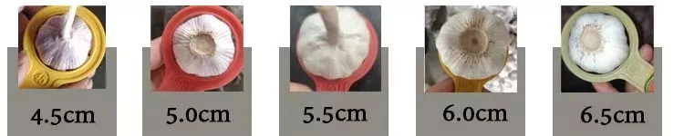 Garlic in Chinese Factory Fresh White Garlic Exporter