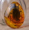 Black Beetle