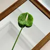 Anthurium dark green