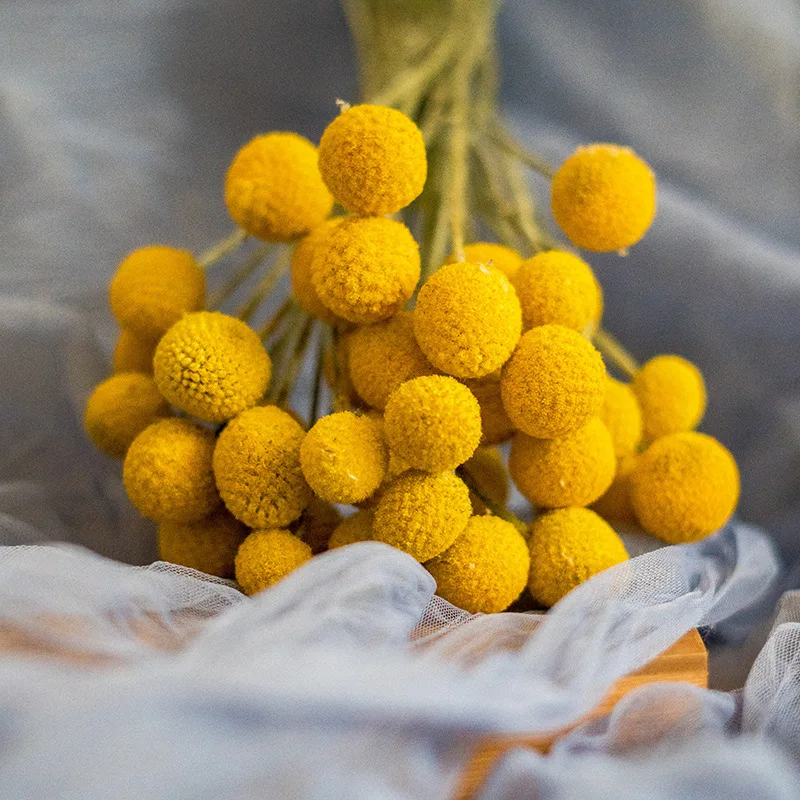 Jdfg-62 Natürliche Getrocknete Craspedia Gelbe Goldene Kugel Billy Buttons Getrocknete Goldene Kugel Für Hochzeits Blumen Arrangements