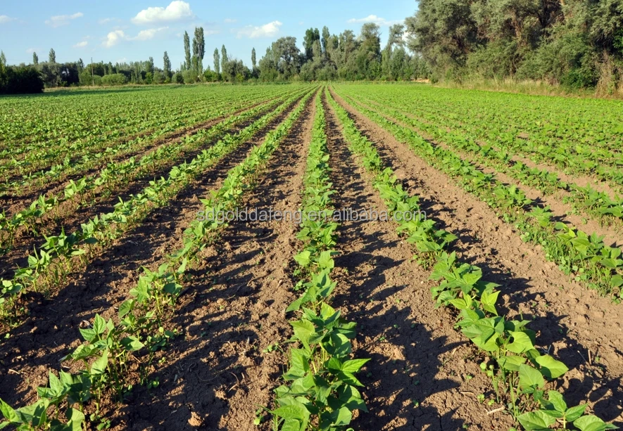 6 Rows 8 Rows 12 Rows Pneumatic Precision Planters Corn Soybean Peanut ...
