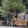 árbol verde