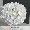 Beauty Hydrangea