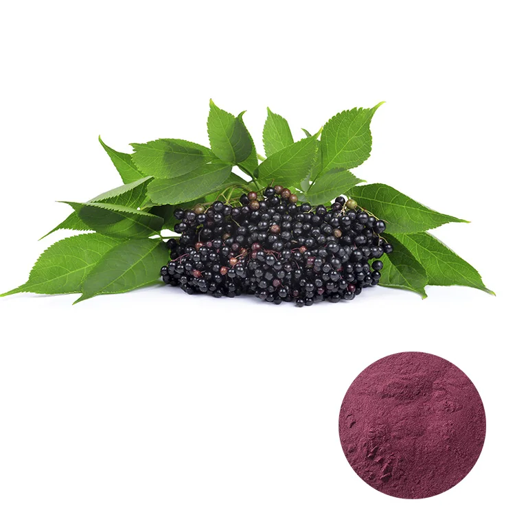 new arrival black elderberry extract top quality elderberry