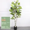 1.7M Fiddle-leaf Fig