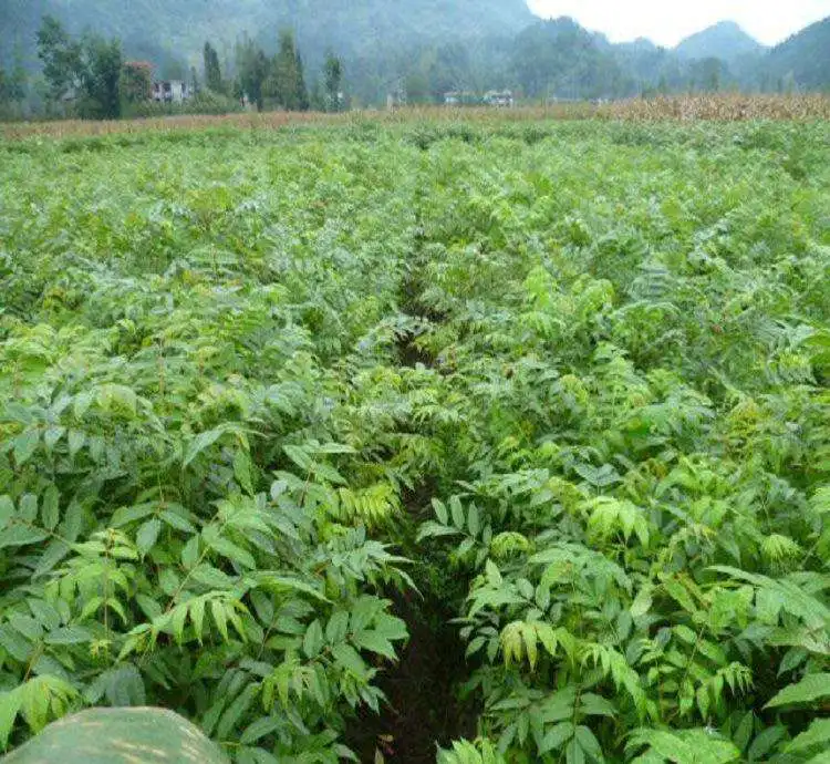 B.C.I SUPPLY Pure Natural Berberine HCL Top Level Coptis Chinensis Extract Berberine Powder Hcl 98%