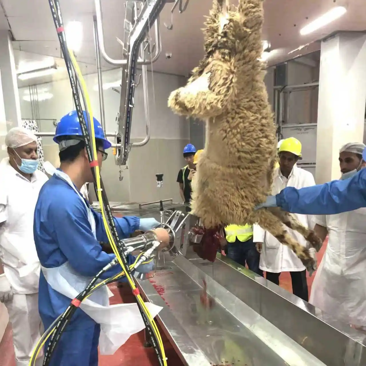 Complete sheep slaughterhouse EPC solution including civil engineering, cold storage and complete processing line