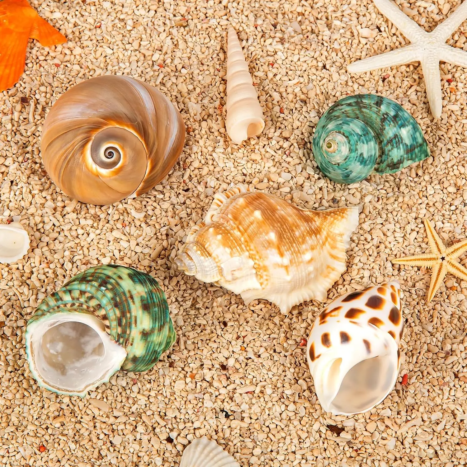 貝殻 Wholesale 5PCS Large Shell Hermit Crab Clam Natural Sea Conch