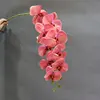 Rosa intenso