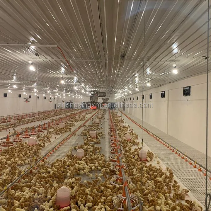 Zhongxing Livestock Automatic Poultry Chicken Broiler Chain Feeding ...