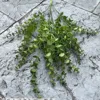 Small-leaf eucalyptus-deep green