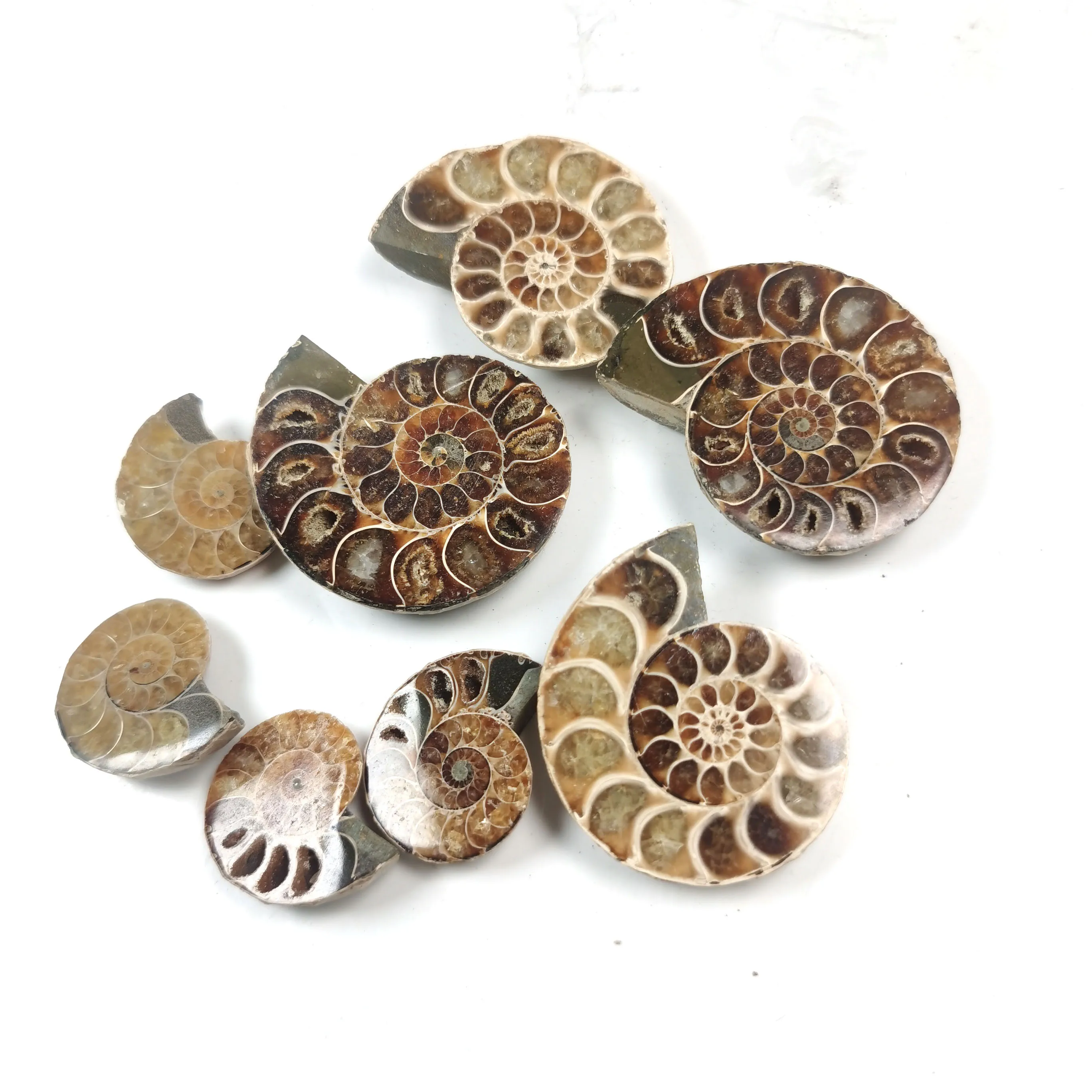 Conch Fossils Slice Rainbow Ammonite Fossil Stone Snail Conch Fossil Specimen