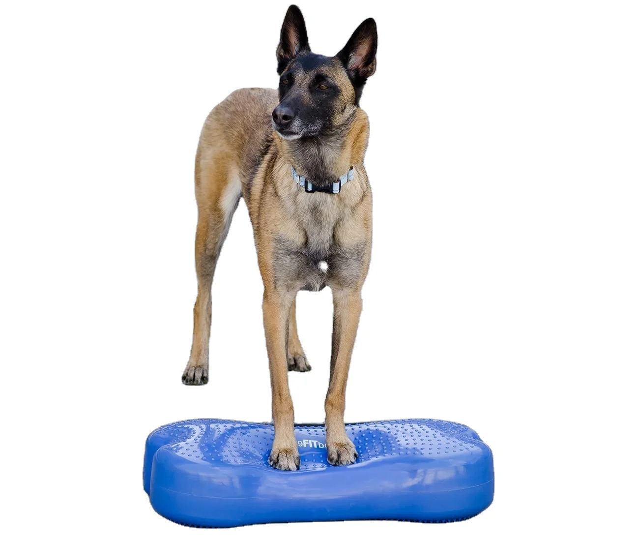 Ball Dynamics Balance Training Device 58 X 29 X 10 m Sky Blue for Dog Training