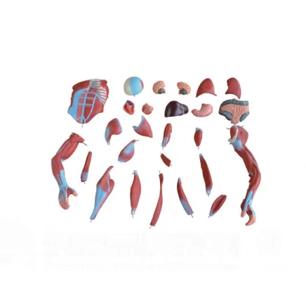 Человека Мужской Мышцы модель 80 см человека 27 деталей мышца