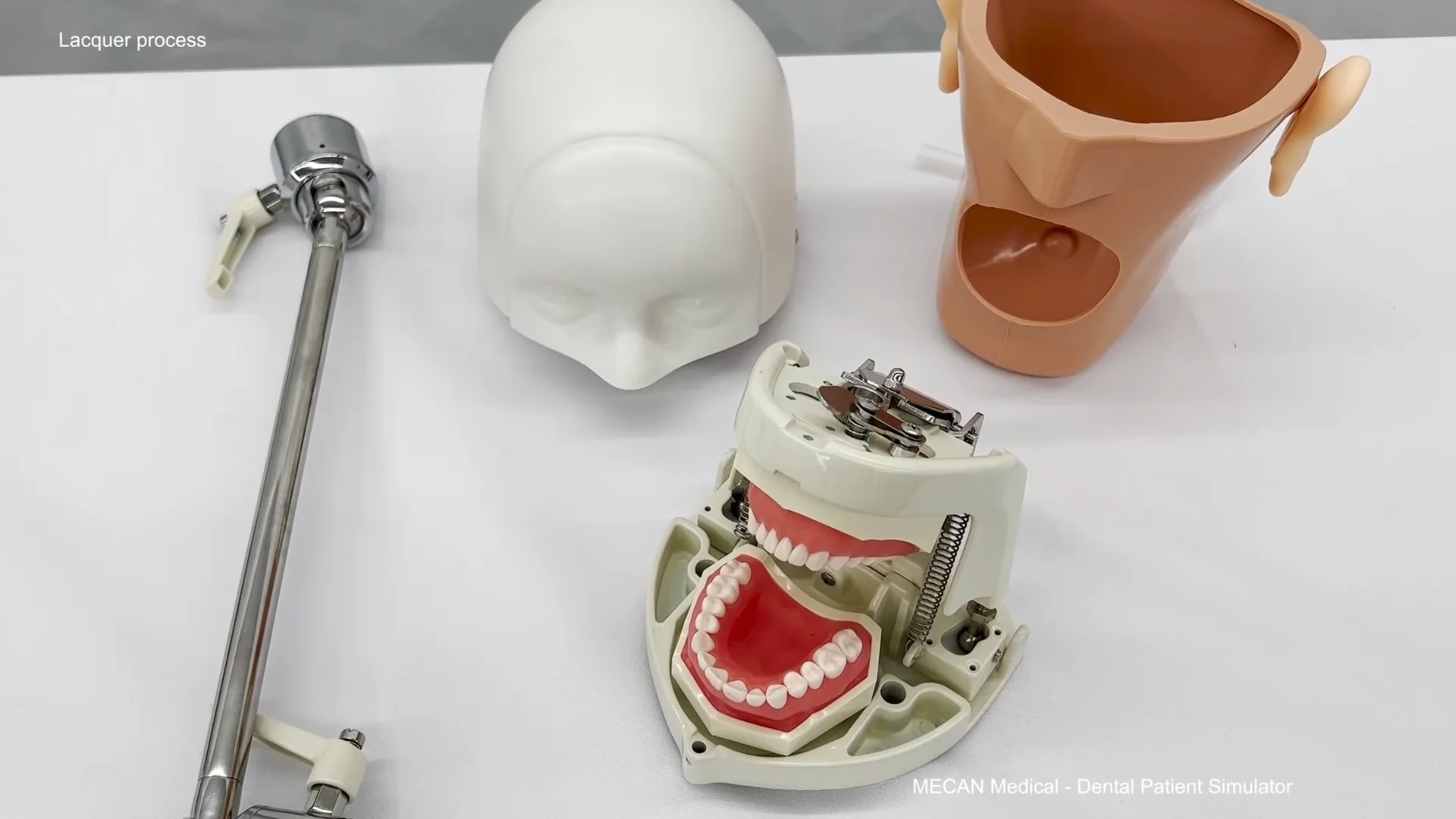 Dental Orthodontic Typodont Model Teeth Educational Dental Study Model