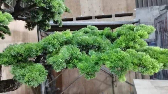 Highly Realistic Artificial Cedar Pine Trees for Indoor and Outdoor Garden Landscaping Bonsai Decorative Artificial Plants