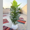 Green Evergreen with White Leaves without plate