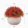 FY003-rosso Soleirolia soleirolii