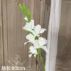Gladioli singoli bianchi
