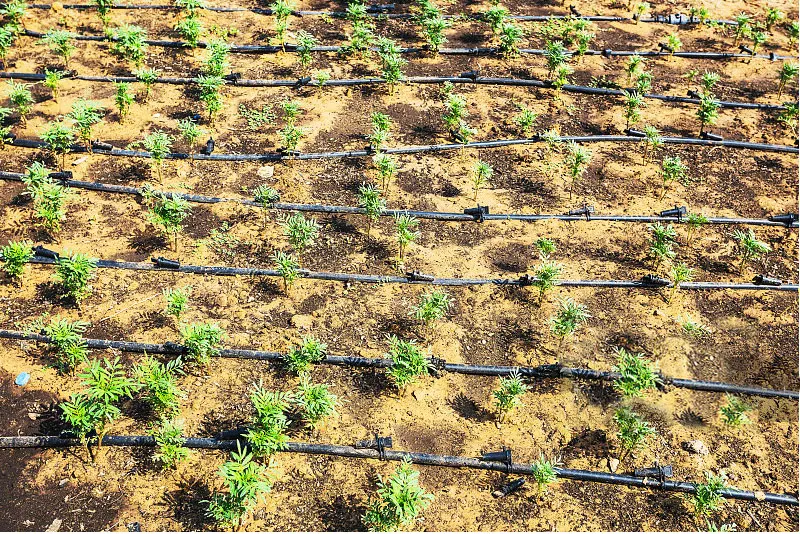 Agricultural HDPE Drip Irrigation Pipe 16mm 0.8 Thickness 30cm Hole Space 500m/roll Durable Drip Line H171003ed2d0849d697bf744dc5c2df2ei
