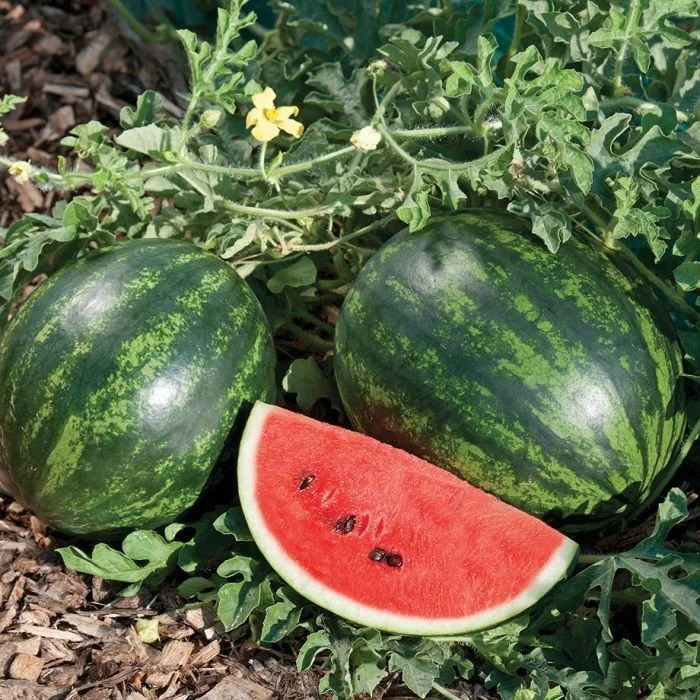 sweet watermelon fruit with best price