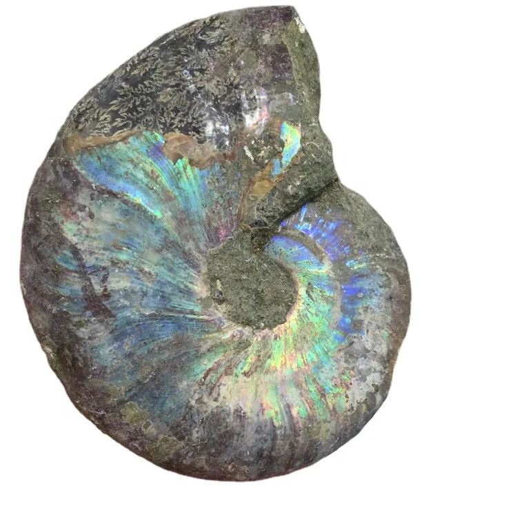 Wholesale Natural High Quality Snail Fossil Stone Ammonite Fossil Crystal  Stone With Flash Shinning For Sale - Buy Ammonite Fossil,Snail Ammonite  Fossil Stones,Wholesale Natural Snail Fossil Stone Ammonite Fossil Crystal  Stone With