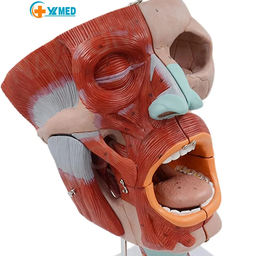 Medical Science Life-size Anatomical Models of Pharyngeal Muscles, Larynx, Mouth, Nose, Tongue, Facial Muscles, Medical Organs
