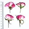 Doppio Colore Rosa