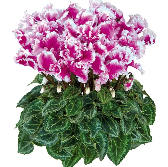 F1ハイブリッドシクラメンペルシカム種子成長用 Buy シクラメン種子 シクラメン種子 F1 ハイブリッドシクラメン種子成長させるための Product On Alibaba Com