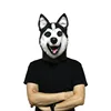 Hatsheh husky headgear