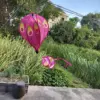 Multi color peacock