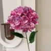 Bella hydrangea colorful purple