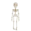 Bone Color