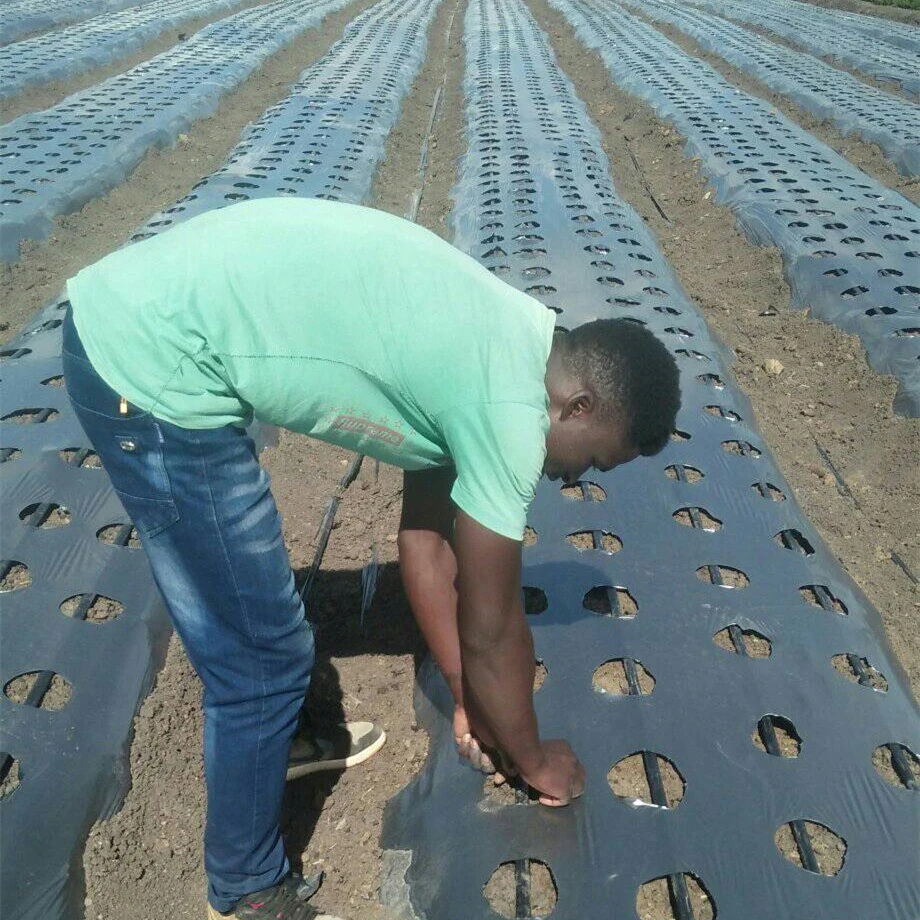 Agricultural Farm Plastic Punch Hole Black Mulching Film for Vegetable Strawberry Mulch Film