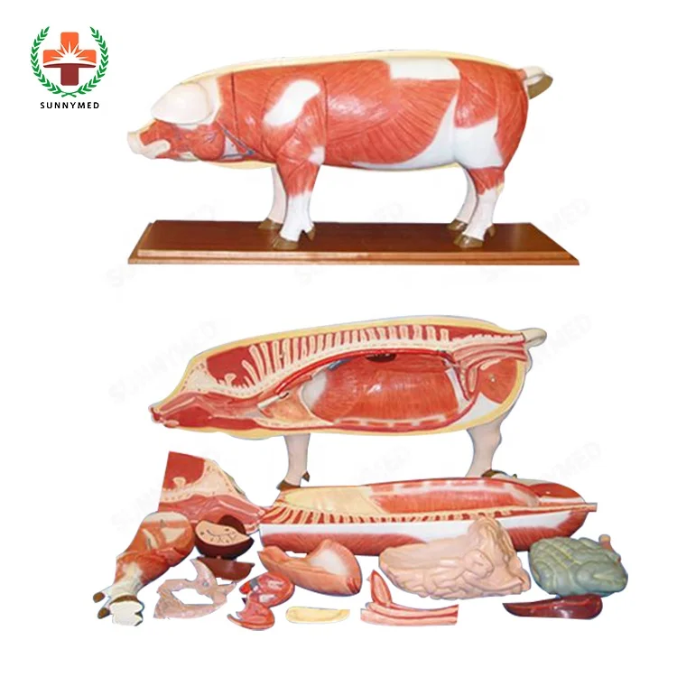 SY-N033 Medicl научная серия животные скелет анатомические модели для обучения
