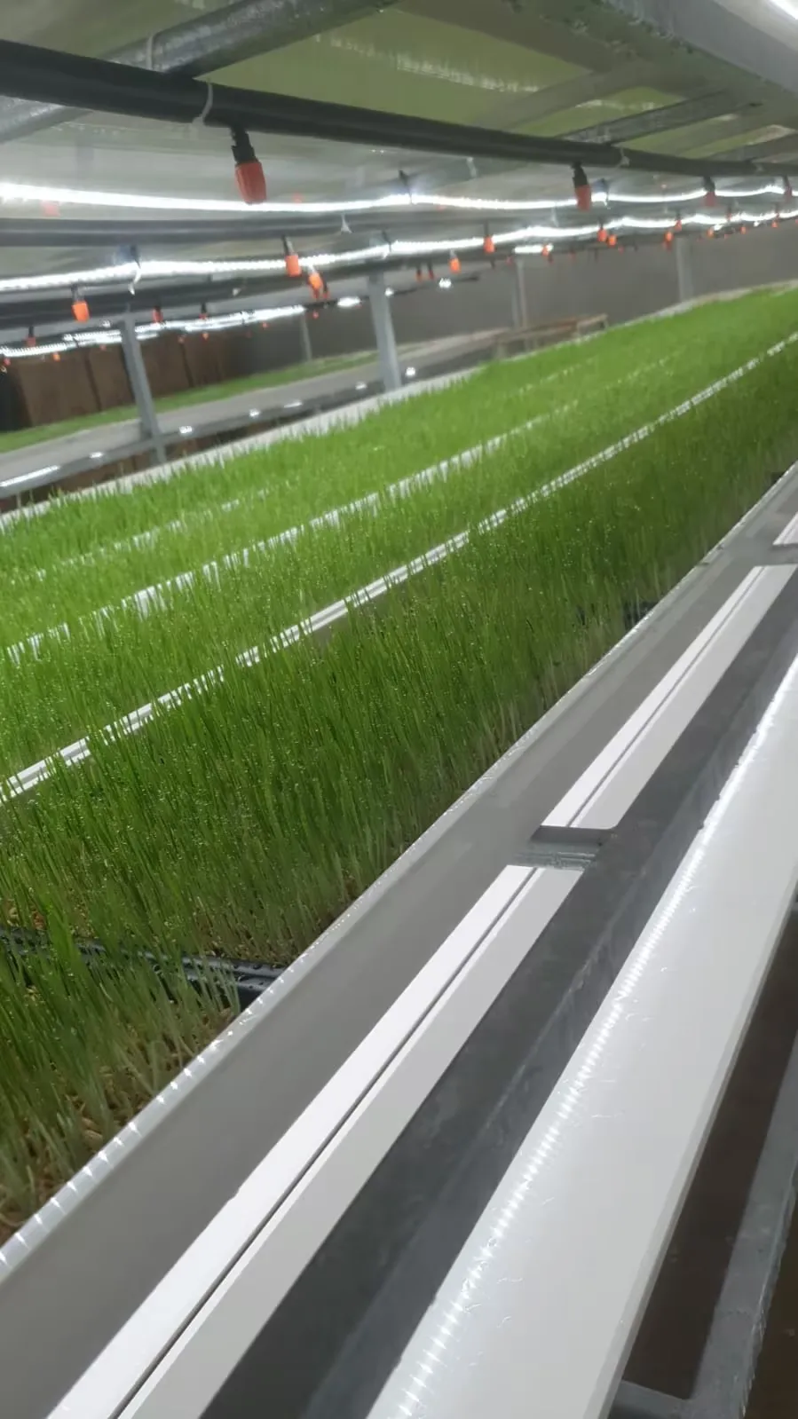 Hydroponic Planting