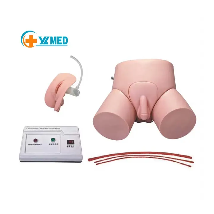 Simulateur D'entraînement Cathétérisme Urinaire Homme/femme - Pour Formation Médicale