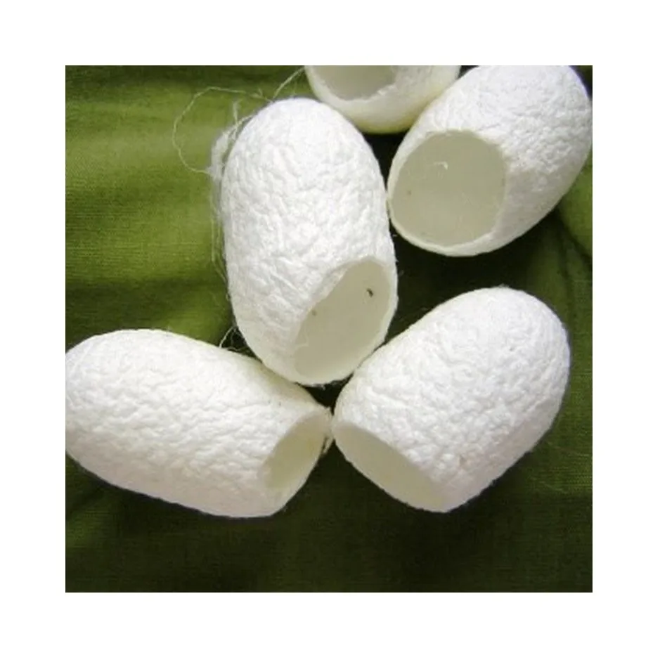 cocoon from vietnam/ skin care silkworm cocoon/ silkworms 100%