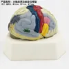 Modèle de localisation du cortex cérébral