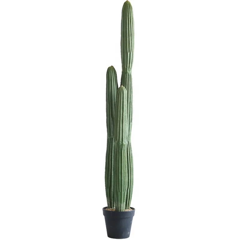 kentia palm indoor Kentia Palm 14"