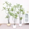 Green South sky bamboo B
