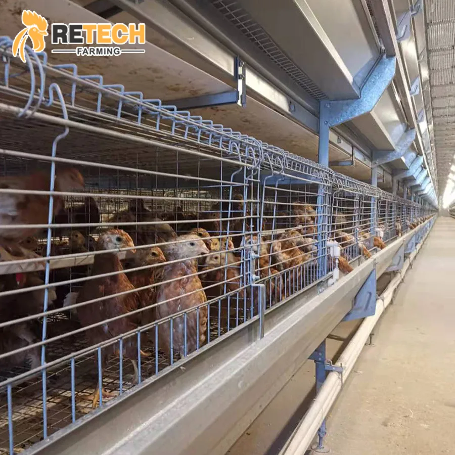 Fully Automatic H Type 1 Day Old Baby Layer Chicks Chicken Cage for Laying Hens