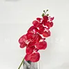 7 Phalaenopsis orchids