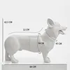 Corgi bianco