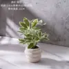 Pequeña planta en maceta Schefflera de 8 cabezas (blanca y verde)