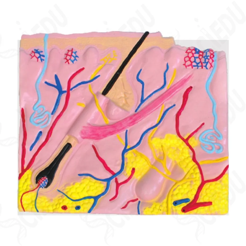 Высококачественная модель кожи усовершенствованная медицинская хирургическая для обучения человеку слой анатомическая