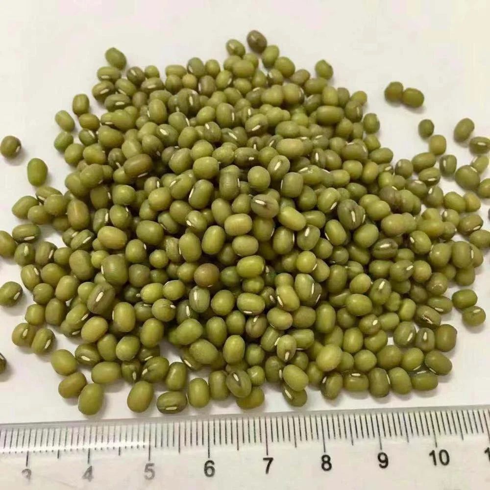 bulk wholesale green mung bean seed
