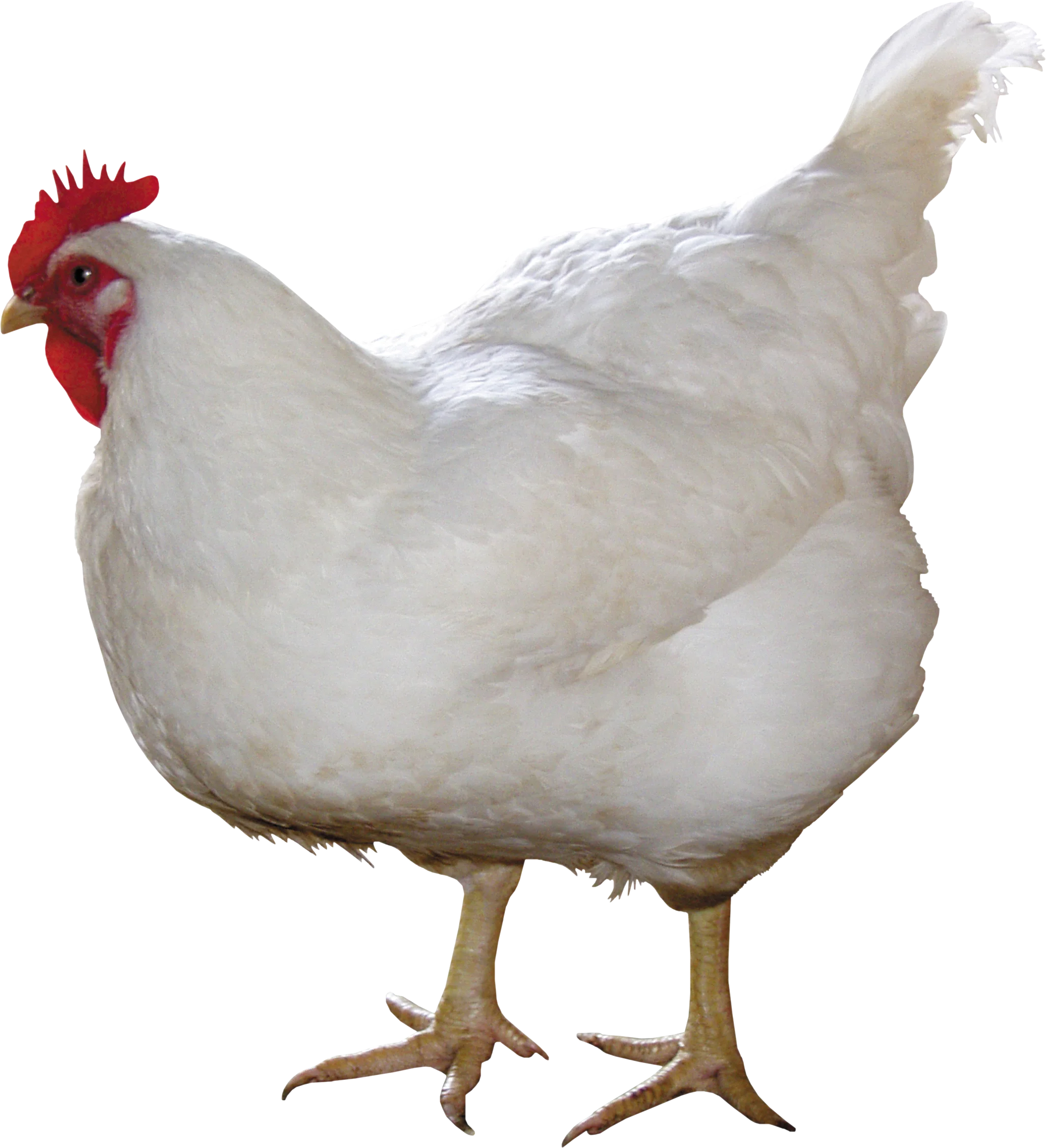 Купить куриц в улан. Белая курица. Курица на белом фоне. Куры на белом фоне. Курица на прозрачном фоне.