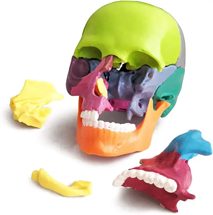 Small Human Skull Anatomy Model Detachable Realistic Head Model for Students 15 Parts Colored Exploded Plastic Skull Model