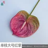Solo grande Anthurium ZL rosado púrpura